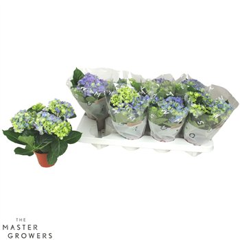 Hortenzija fabolo Blue 3+ 22cm 10cm Q2499