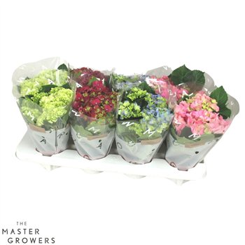 Hortenzija macr  mix Mix 3+ 22cm 10cm Q2500