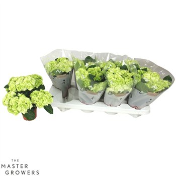 Hortenzija macr  wudu White 3+ 22cm 10cm Q2501