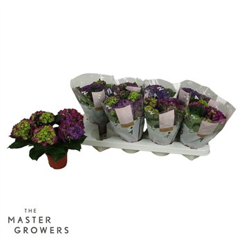 Hortenzija macr  ningbo Ningbo 3+ 22cm 10cm Q2517