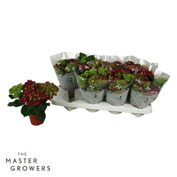 Hortenzija speedy red 3+ 22cm 10cm Q2521