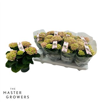 Hortenzija macr  magical revolution Pink 3+ 25cm 10.5cm Q2533