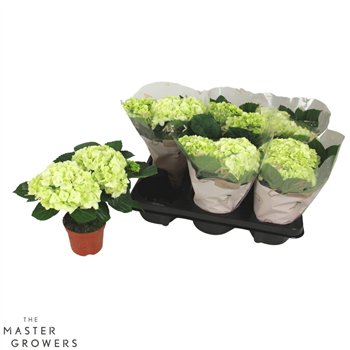 Hortenzija hi white sun White 2+ 22cm 10cm Q2535