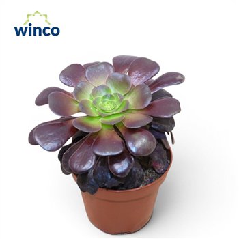 Aeonium Ab  Velours 25cm 12cm Q62