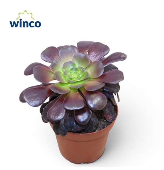 Aeonium Ab  Velours 25cm 12cm Q62