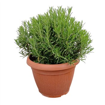 Rosmarinus officinalis 45cm 25cm Q2121