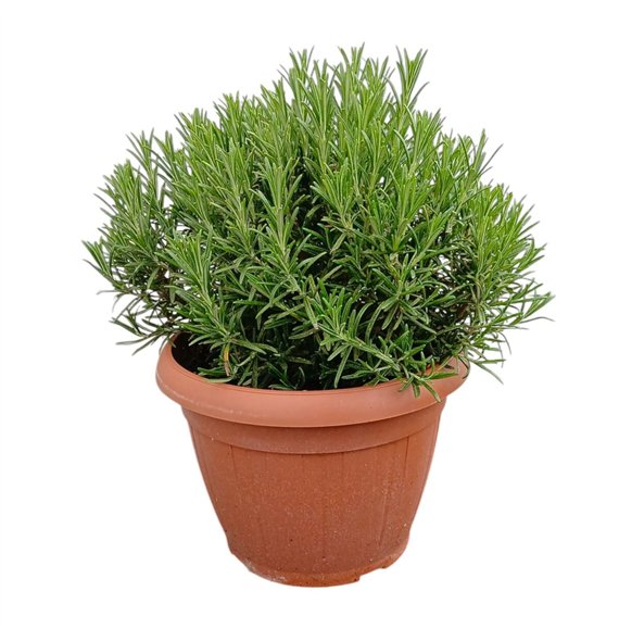 Rosmarinus officinalis 45cm 25cm Q2121