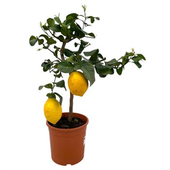 Citrus limon lemon  on stem - 1 3 vruchten 75cm 21cm Q2207