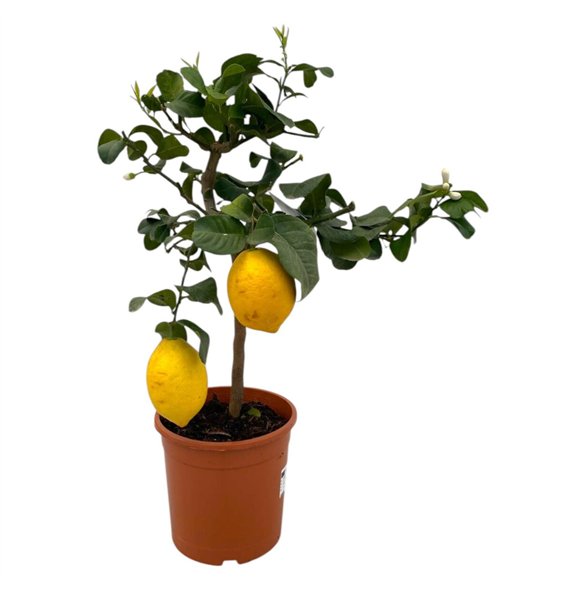Citrus limon lemon  on stem - 1 3 vruchten 75cm 21cm Q2207