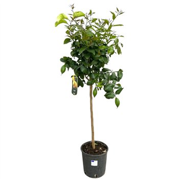 Citrus limon Lemon  on stem - 5 6 vruchten 120cm 22cm Q2208