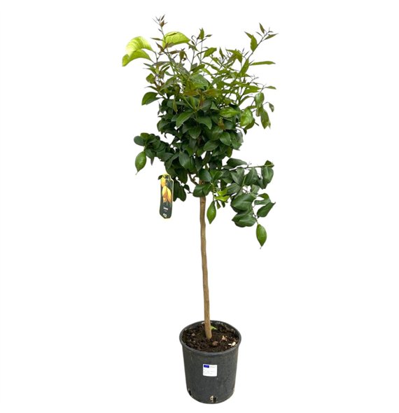 Citrus limon Lemon  on stem - 5 6 vruchten 120cm 22cm Q2208