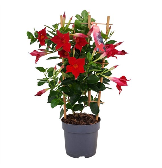Mandevilla sundaville red Dipladenia Sundaville rek p15 (PT)1 pp 50cm 15cm Q2818