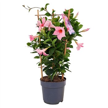 Mandevilla sundaville cream pink Dipladenia Sundaville Cream Pink rek p15 (PT)1 pp 50cm 15cm Q2829