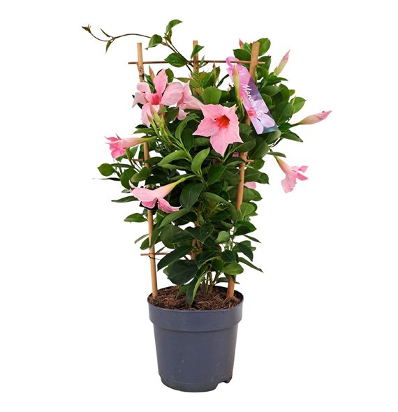 Mandevilla sundaville cream pink Dipladenia Sundaville Cream Pink rek p15 (PT)1 pp 50cm 15cm Q2829