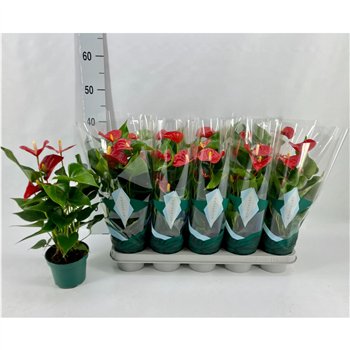 Anthurium andr  aristo Basic Aristo 12cm 4 fl 40cm 12cm Q428