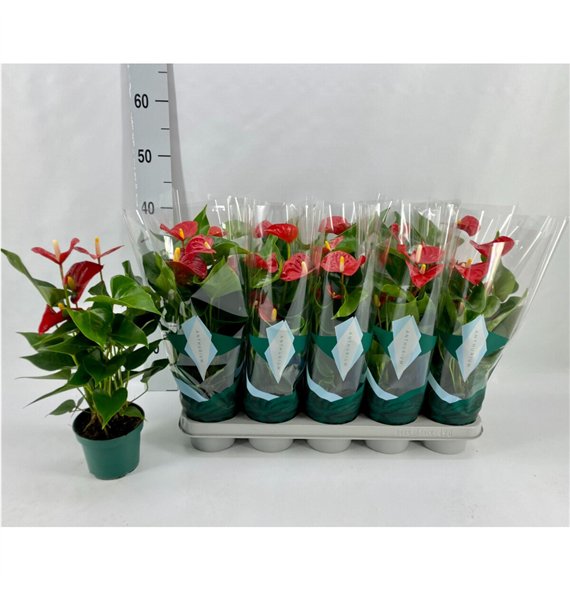 Anthurium andr  aristo Basic Aristo 12cm 4 fl 40cm 12cm Q428