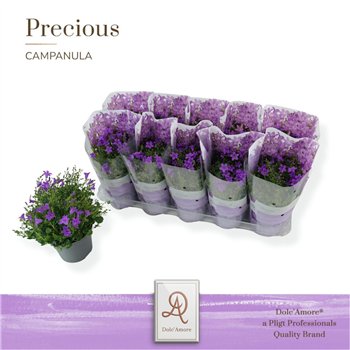 Campanula port  dark take P12 DolcAmore® Easy Pack Stadium 2 1 pp 22 cm diameter stems plnt 22cm 12cm Q1242