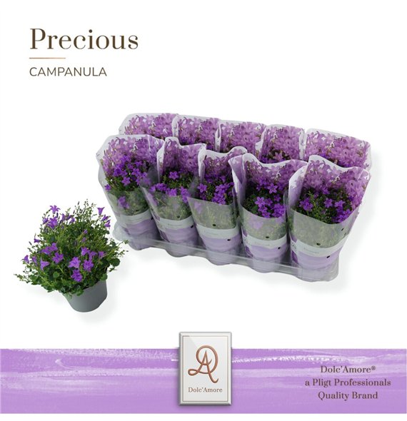 Campanula port  dark take P12 DolcAmore® Easy Pack Stadium 2 1 pp 22 cm diameter stems plnt 22cm 12cm Q1242