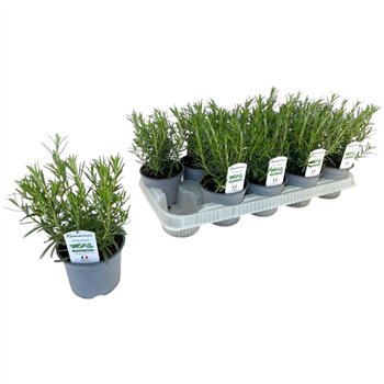 Rosmarinus officinalis P12 30cm 12cm Q2162
