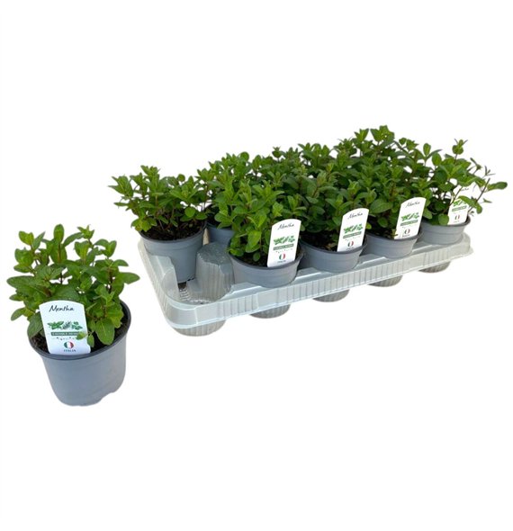 Mentha spicata P12 20cm 12cm Q2182