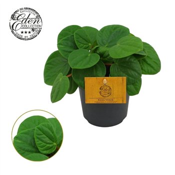 Peperomia albovittata rana verde Rana Verde 10 5cm 15cm 10.5cm Q3709