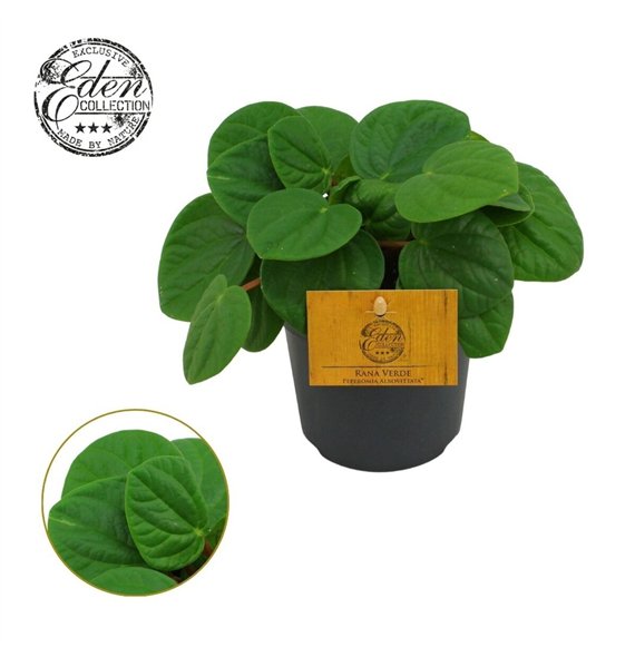 Peperomia albovittata rana verde Rana Verde 10 5cm 15cm 10.5cm Q3709