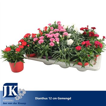Dianthus mix p12 mixed in de tray TST1 pp 22cm 12cm Q1524