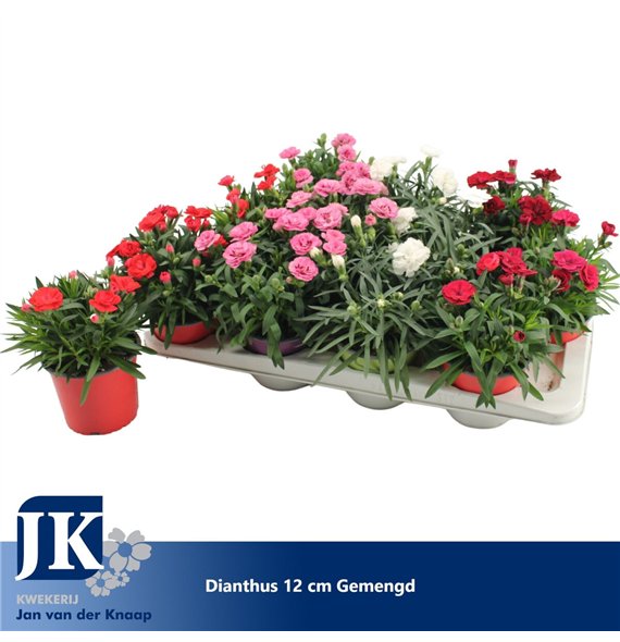 Dianthus mix p12 mixed in de tray TST1 pp 22cm 12cm Q1524