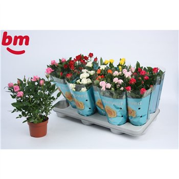 Vrtnica beau monde mix Beau Monde mixed 10 5 cm6 fl 25cm 10.5cm Q5094