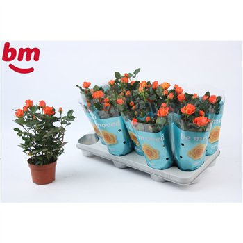 Vrtnica beau m oran  jewel Orange Jewel Beau Monde (10 5 cm)6 fl 25cm 10.5cm Q5096