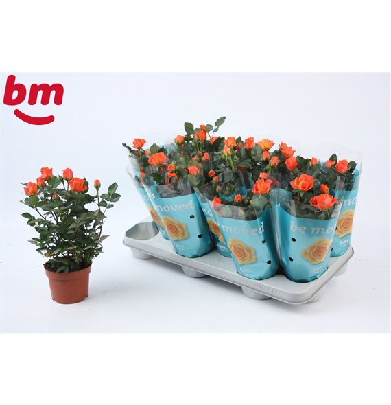 Vrtnica beau m oran  jewel Orange Jewel Beau Monde (10 5 cm)6 fl 25cm 10.5cm Q5096