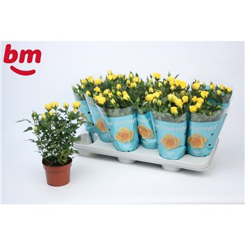 Vrtnica beau monde amazing jewel Amazing Jewel Beau Monde Yellow (10 5 cm)6 fl 25cm 10.5cm Q5098