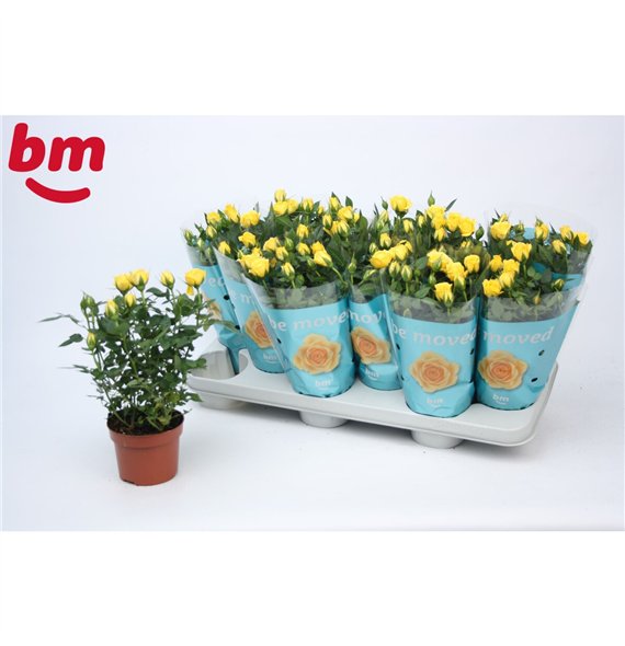 Vrtnica beau monde amazing jewel Amazing Jewel Beau Monde Yellow (10 5 cm)6 fl 25cm 10.5cm Q5098