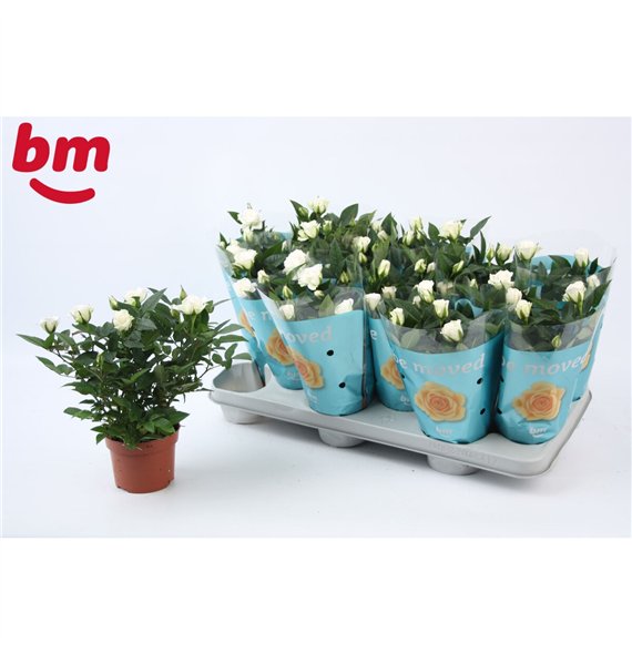 Vrtnica beau monde white jewel White Jewel Beau Monde (10 5 cm)6 fl 25cm 10.5cm Q5099