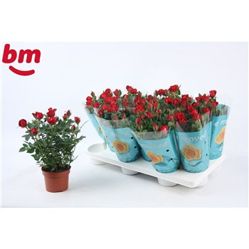Vrtnica beau monde hot jewel Hot Jewel Beau Monde Red(10 5 cm)6 fl 25cm 10.5cm Q5100