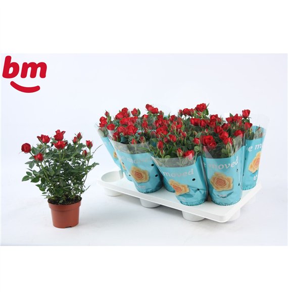 Vrtnica beau monde hot jewel Hot Jewel Beau Monde Red(10 5 cm)6 fl 25cm 10.5cm Q5100