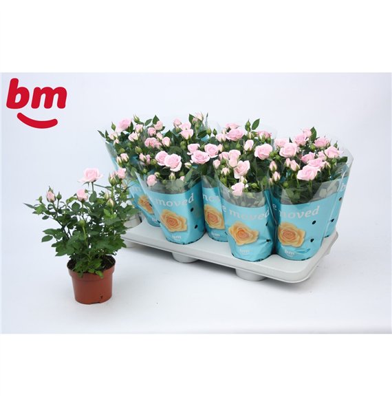 Vrtnica beau monde baby jewel Baby Jewel Beau Monde Light Pink (10 5 cm)6 fl 25cm 10.5cm Q5101