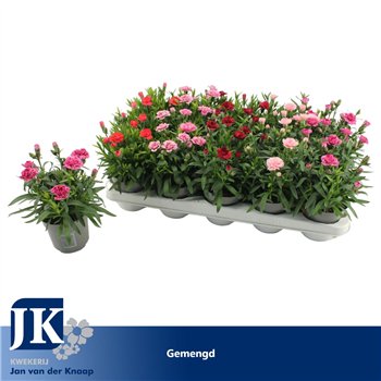 Dianthus mix Gemengd1 pp 15cm 10.5cm Q1509