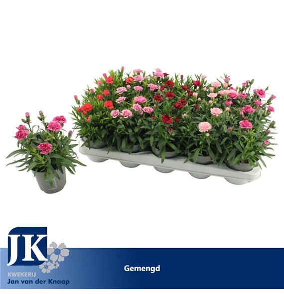 Dianthus mix Gemengd1 pp 15cm 10.5cm Q1509