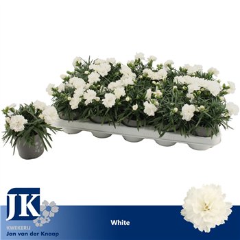 Dianthus dinah White1 pp 15cm 10.5cm Q1512