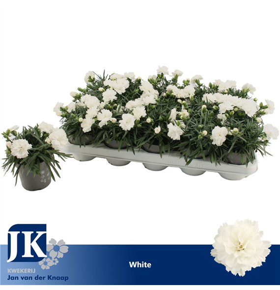 Dianthus dinah White1 pp 15cm 10.5cm Q1512