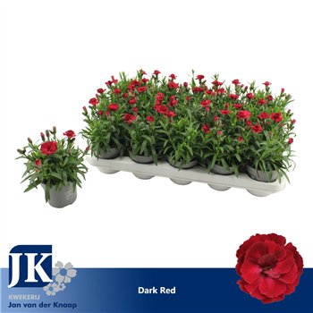 Dianthus oscar cherry Dark Red1 pp 15cm 10.5cm Q1515