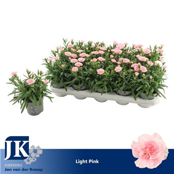 Dianthus oscar pink Light Pink1 pp 15cm 10.5cm Q1516