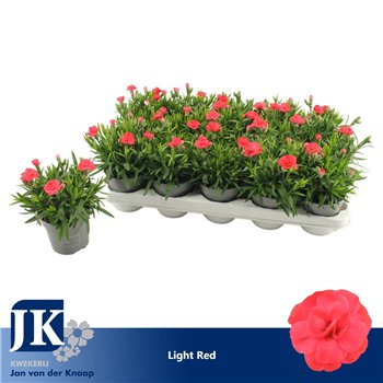 Dianthus oscar red Light Red1 pp 15cm 10.5cm Q1517