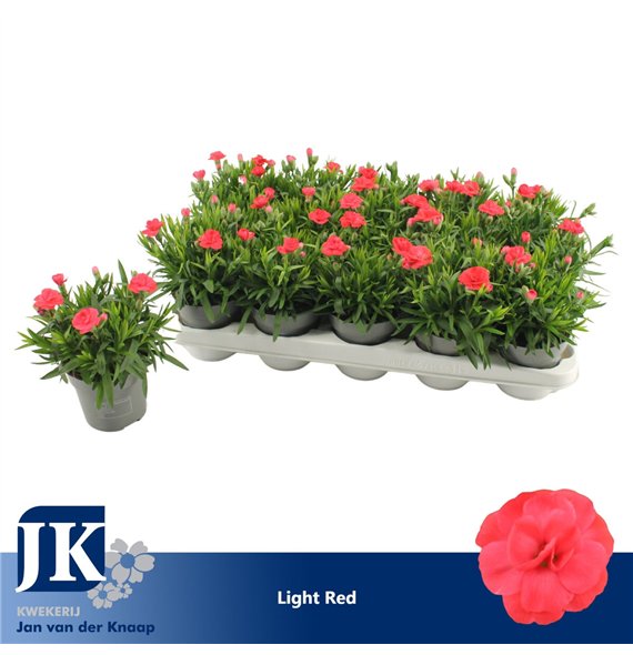 Dianthus oscar red Light Red1 pp 15cm 10.5cm Q1517
