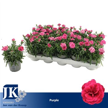 Dianthus oscar purple wings Purple1 pp 15cm 10.5cm Q1518