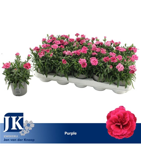 Dianthus oscar purple wings Purple1 pp 15cm 10.5cm Q1518