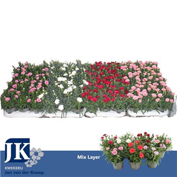 Dianthus mix Mix laag p 10 5 1 pp 15cm 10.5cm Q1519