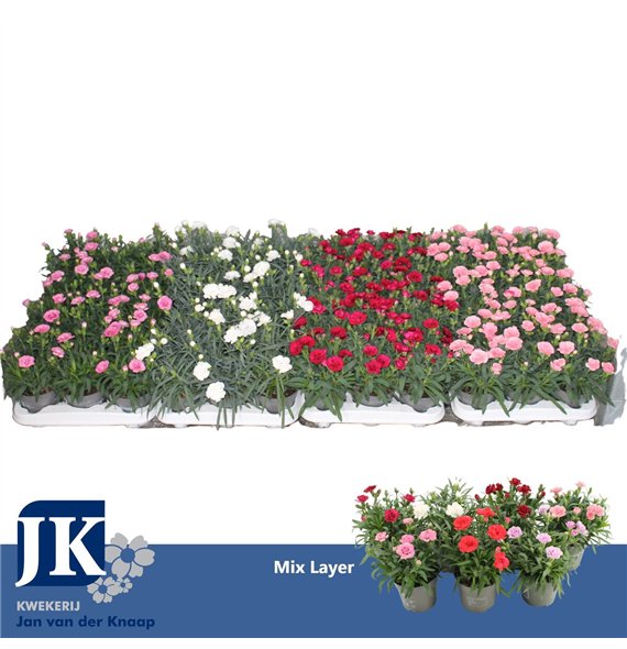 Dianthus mix Mix laag p 10 5 1 pp 15cm 10.5cm Q1519