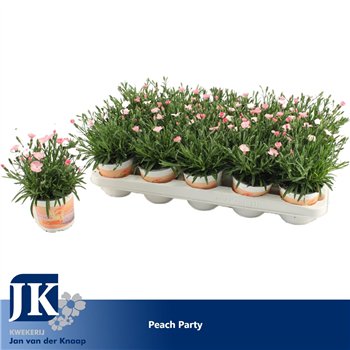Dianthus diantica peach party Peach Party1 pp 20cm 10.5cm Q1525